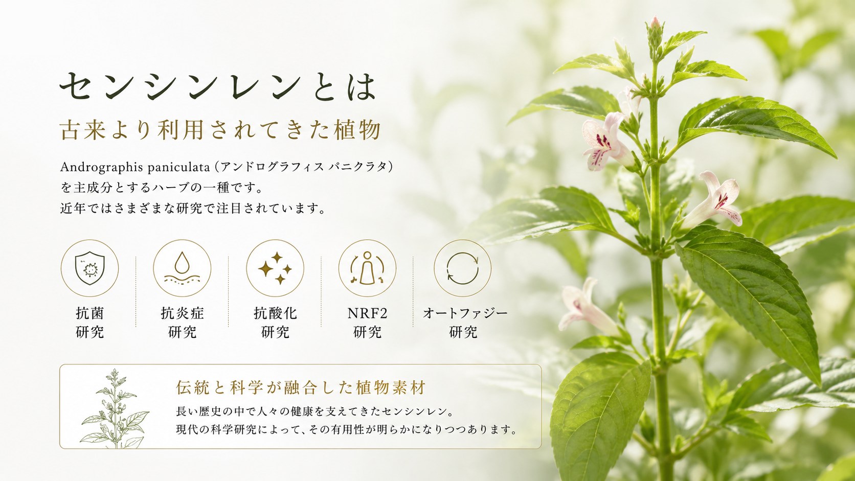 センシンレンとは。古来より利用されてきた植物。抗菌・抗炎症・抗酸化・NRF2・オートファジー研究で注目。