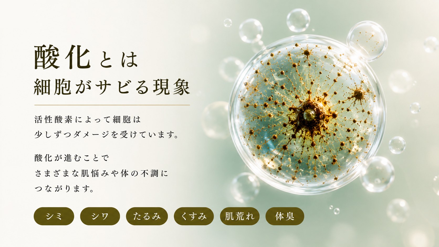 酸化とは細胞がサビる現象。シミ・シワ・たるみ・くすみ・肌荒れ・体臭につながります。