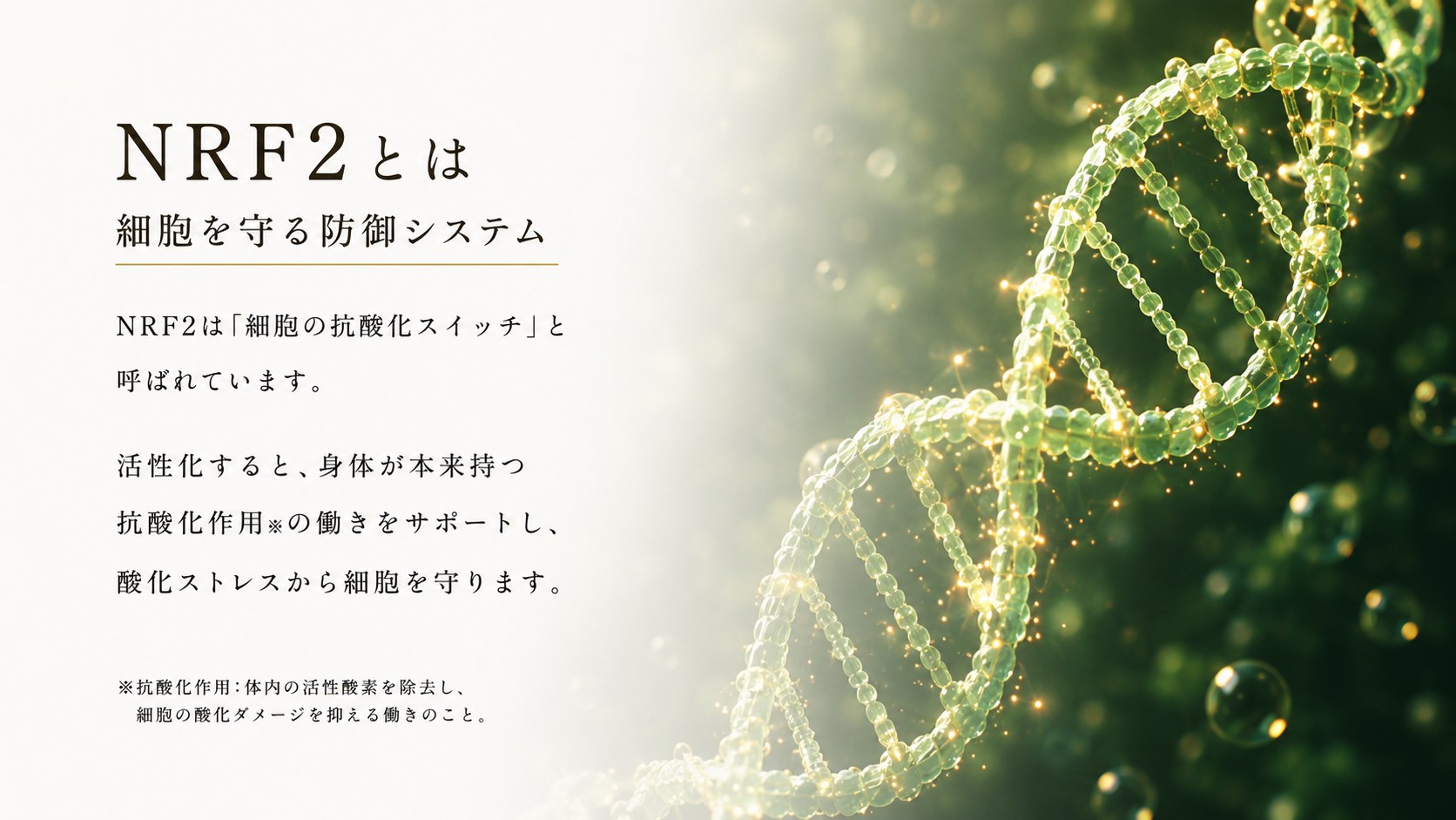 NRF2とは細胞を守る防御システム。