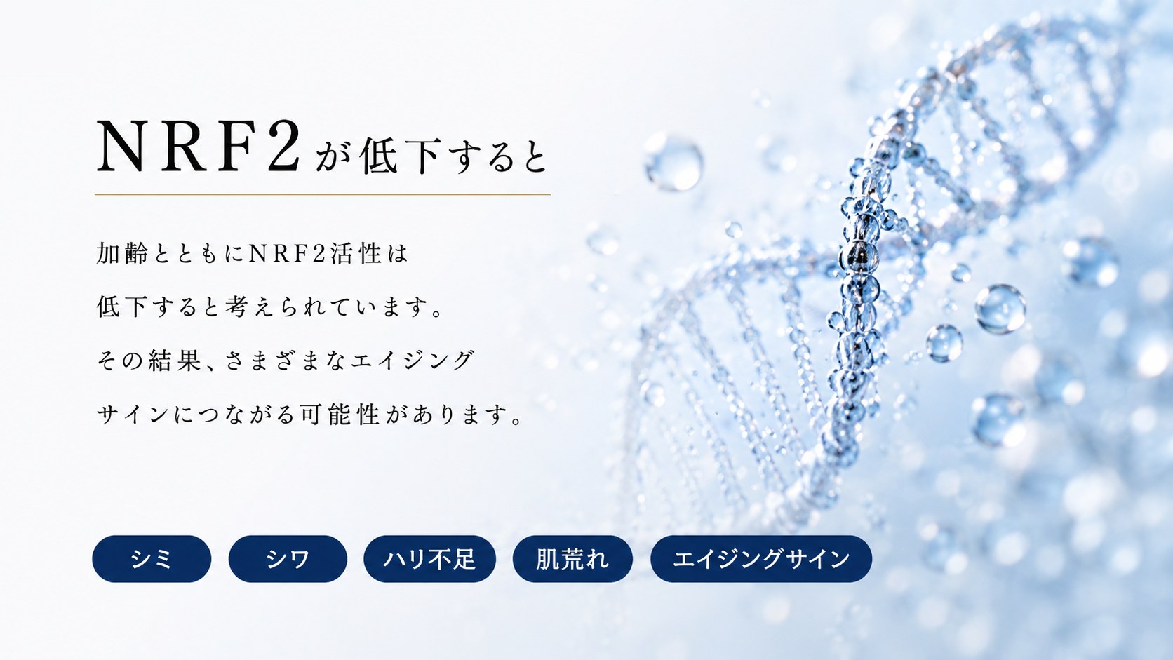 NRF2が低下すると、シミ・シワ・ハリ不足・肌荒れ・エイジングサイン。