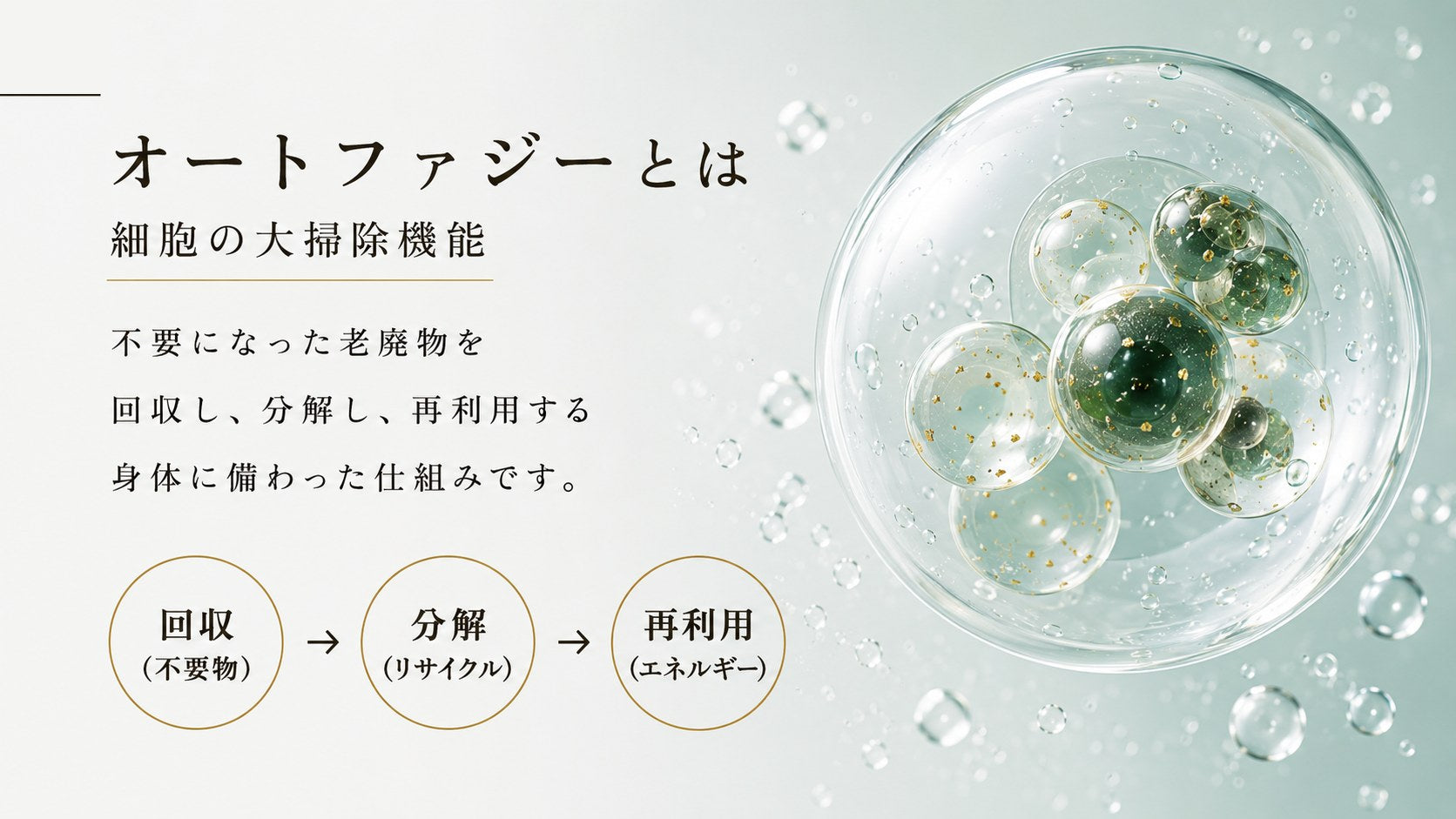 オートファジーとは細胞の大掃除機能。回収→分解→再利用。