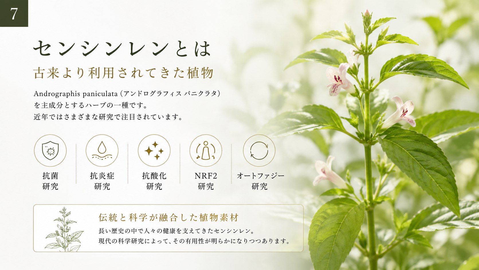 センシンレンとは。古来より利用されてきた植物。抗菌・抗炎症・抗酸化・NRF2・オートファジー研究で注目。
