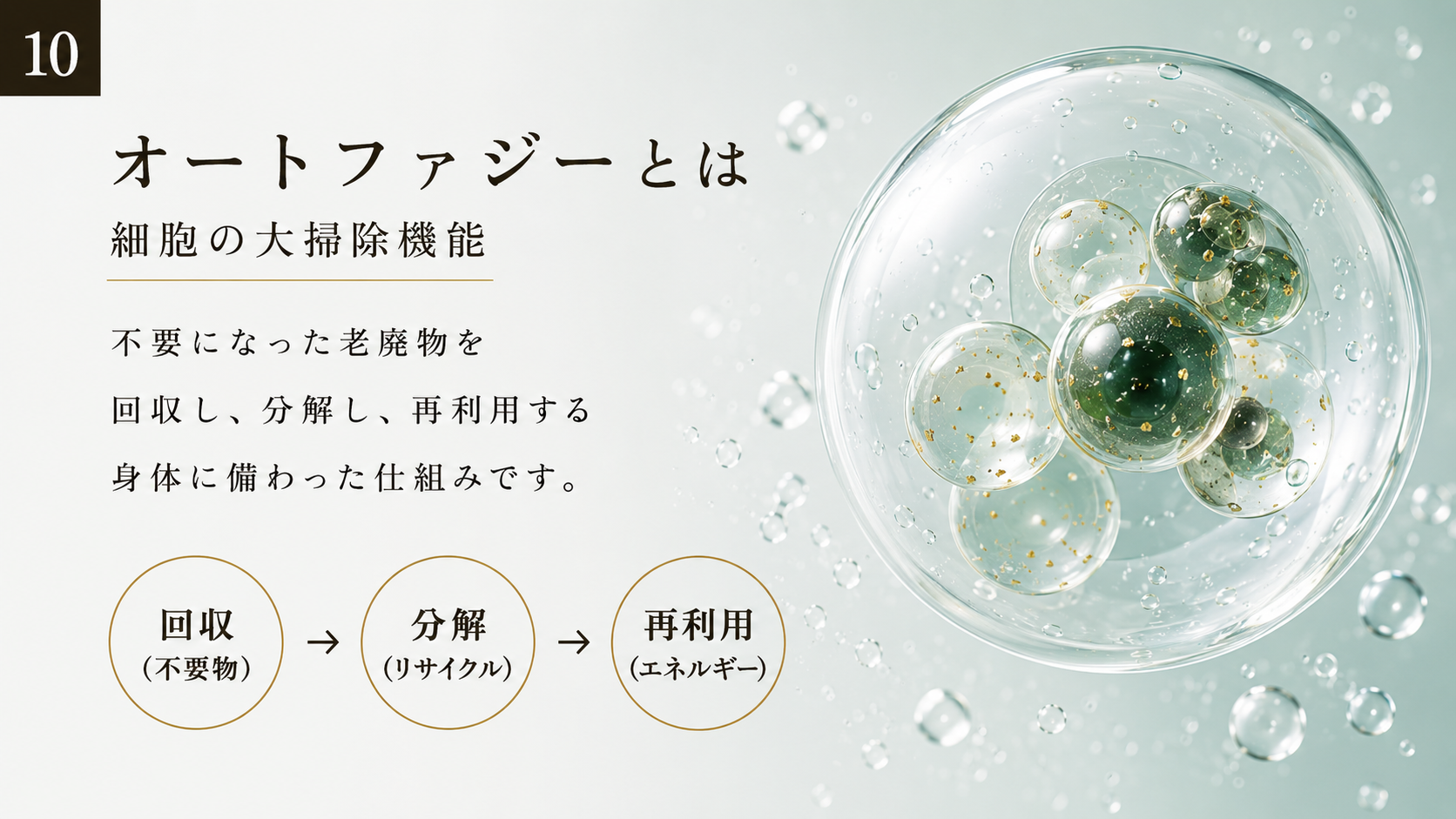オートファジーとは細胞の大掃除機能。回収→分解→再利用。